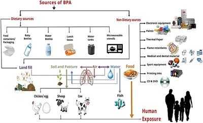 Frontiers An Insight Into Bisphenol A Food Exposure And Its Adverse